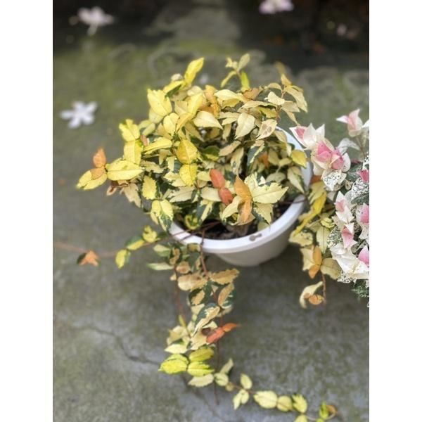 植來植網—室內植物— 黃金絡石