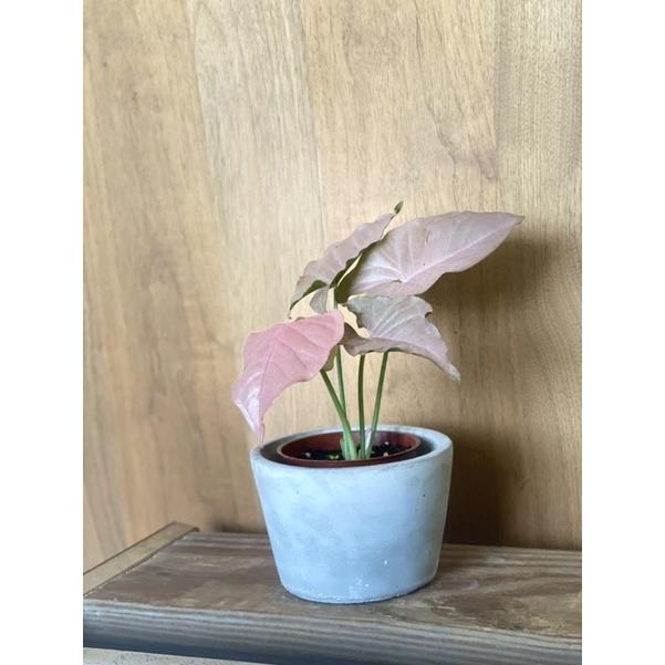 植來植網—室內植物—粉紅佳人合果芋