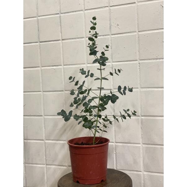 植來植網—陽光植物—藍冰尤加利