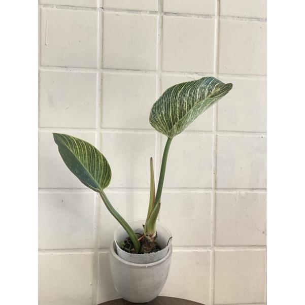 植來植網—室內植物—鉑金蔓綠絨