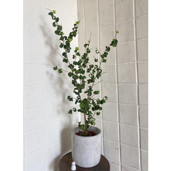 植萃美學—陽光植物—捲葉榕 ( 卷心榕 )宅配免運限時實施中