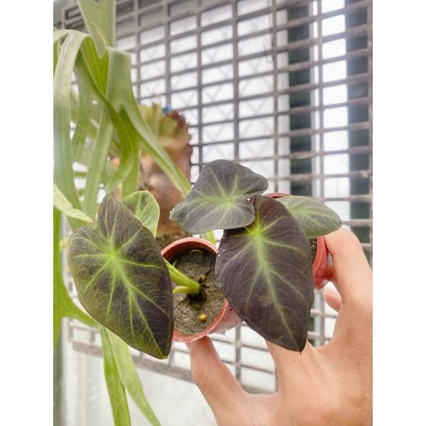 植來植網—室內植物—黑美人水芋