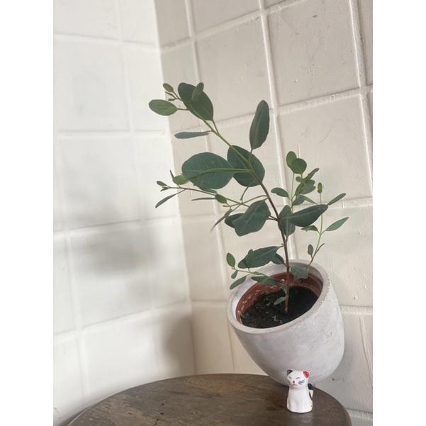 植來植網—室內植物—心葉桉