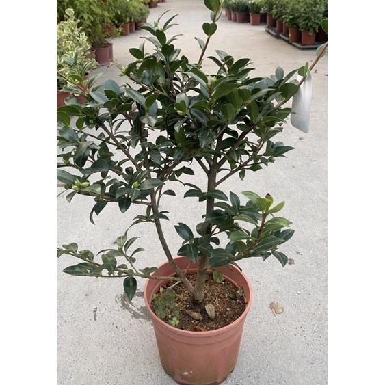 植萃美學—陽光植物—日式山茶花