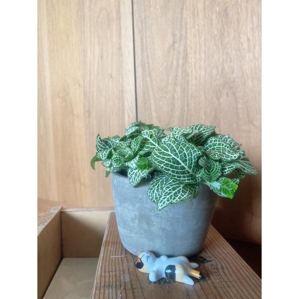 植來植網—室內植物—白色網紋草