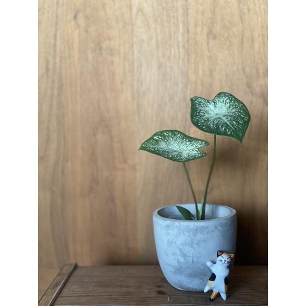 植來植網—室內植物—月光彩葉芋