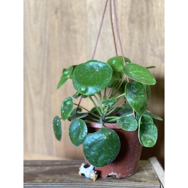 植來植網—室內植物—鏡面草