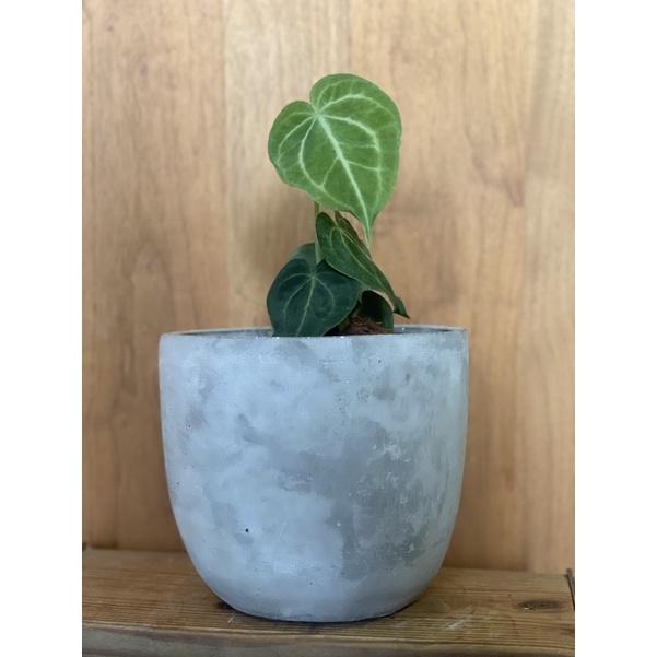 植來植網—室內植物—圓葉花燭