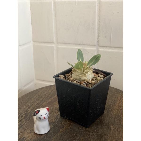 植來植網—室內植物—一本尼