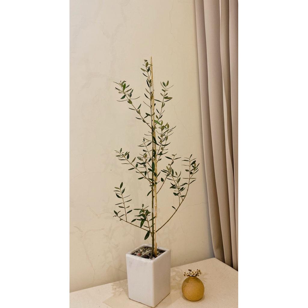 植萃美學—陽光植物—每月主打韓式手作西班牙油橄欖盆景。宅配免運活動限時實施中