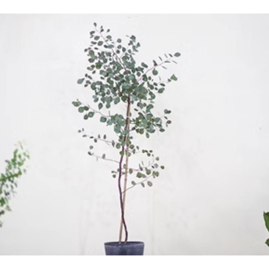 預購！ 植萃美學—陽光植物—大顆尤佳利下單區 多花桉/蘋果桉 迎賓植物（高度約180公分左右，宅配免運限時實施中）
