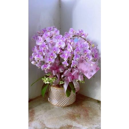 植來植網—室內植物—蘭花藝術組盆(全台親送）