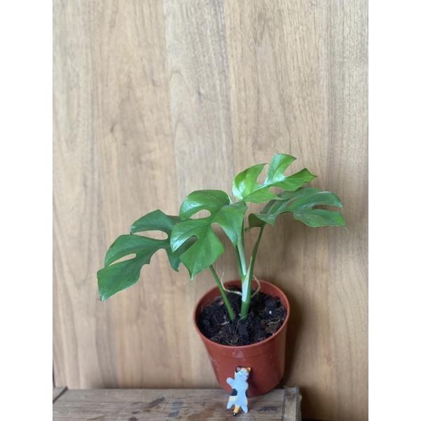 植來植網—室內植物—藍葉姬龜背芋