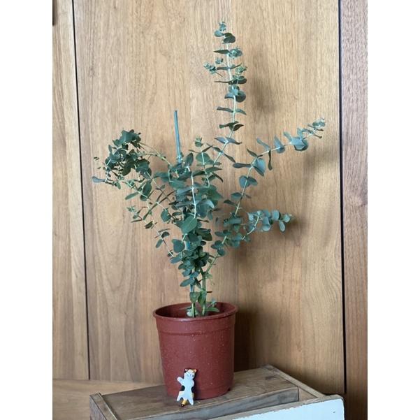 植來植網—陽光植物—蘋果桉