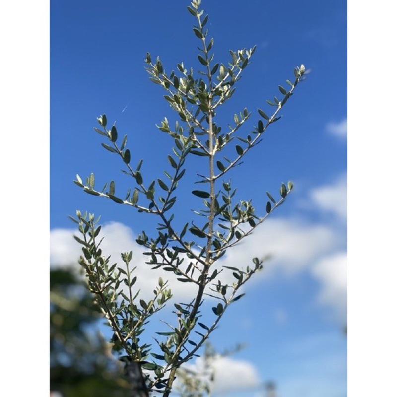 植來植網—陽光植物—西班牙油橄欖(高度200公分以上)