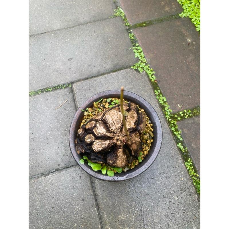 現貨可挑 !! 植萃美學—室內植物—南非爆紋龜甲龍9公分