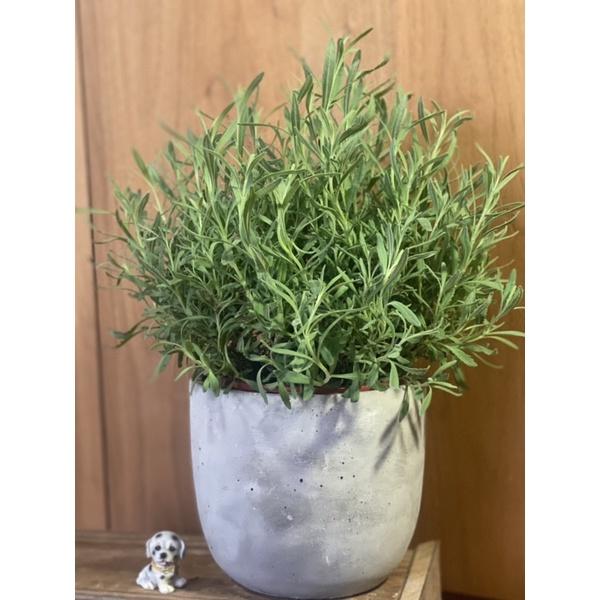 植來植網—室內植物—甜薰衣草