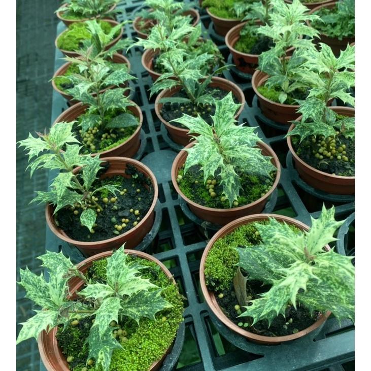 植來植網—室內植物—斑葉冬青