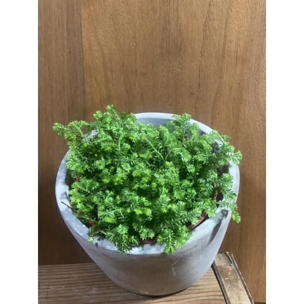 植來植網—室內植物—細葉捲柏