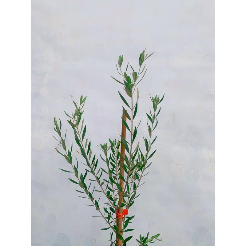 植萃美學—陽光植物—銀葉油橄欖(高度約100公分)免運優惠限時實施中