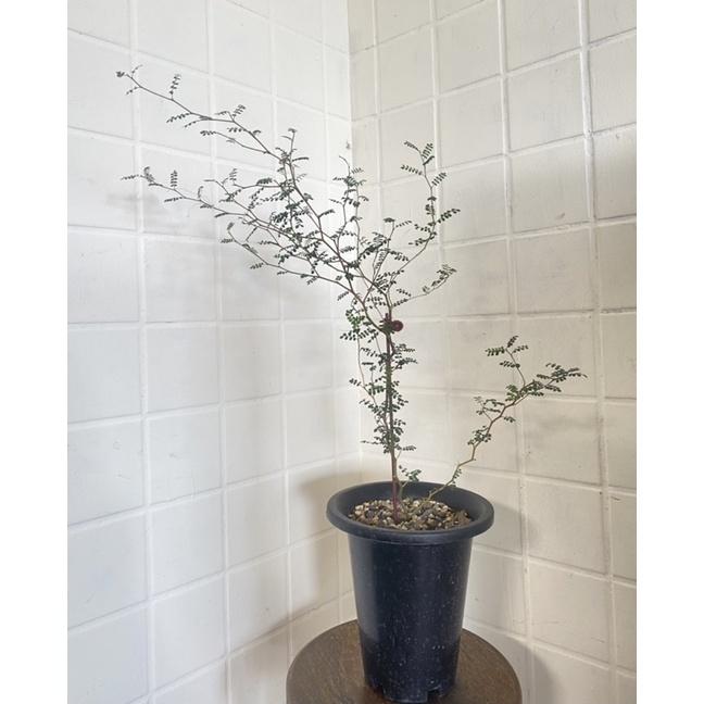 植來植網—室內植物—童話樹/紐西蘭刺槐