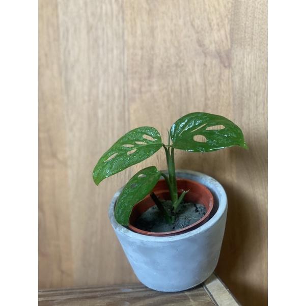 植來植網—室內植物—洞洞蔓綠絨