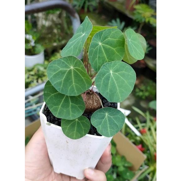 植來植網—室內植物—紅藤(梗)山烏龜