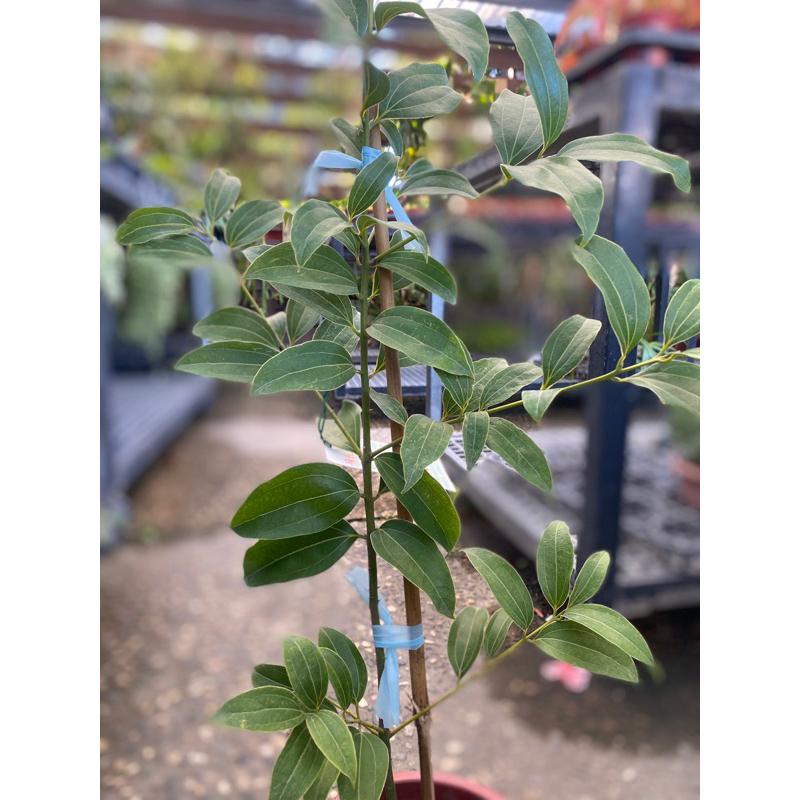 植來植網—陽光植物—土肉桂