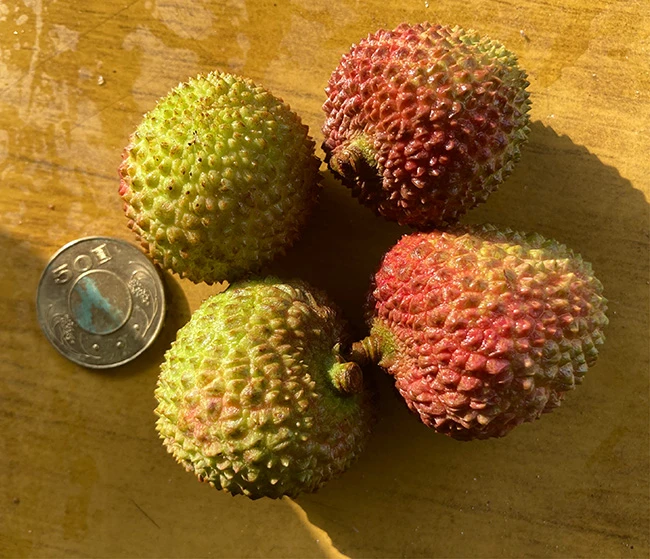 大樹玉荷包