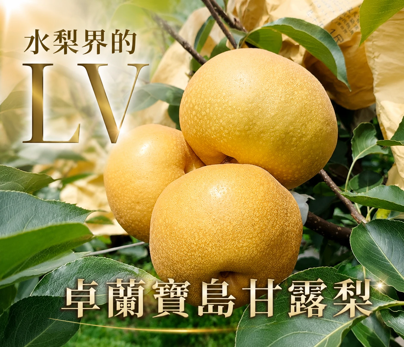 台灣寶島甘露梨 32A-34A（2顆/禮盒）