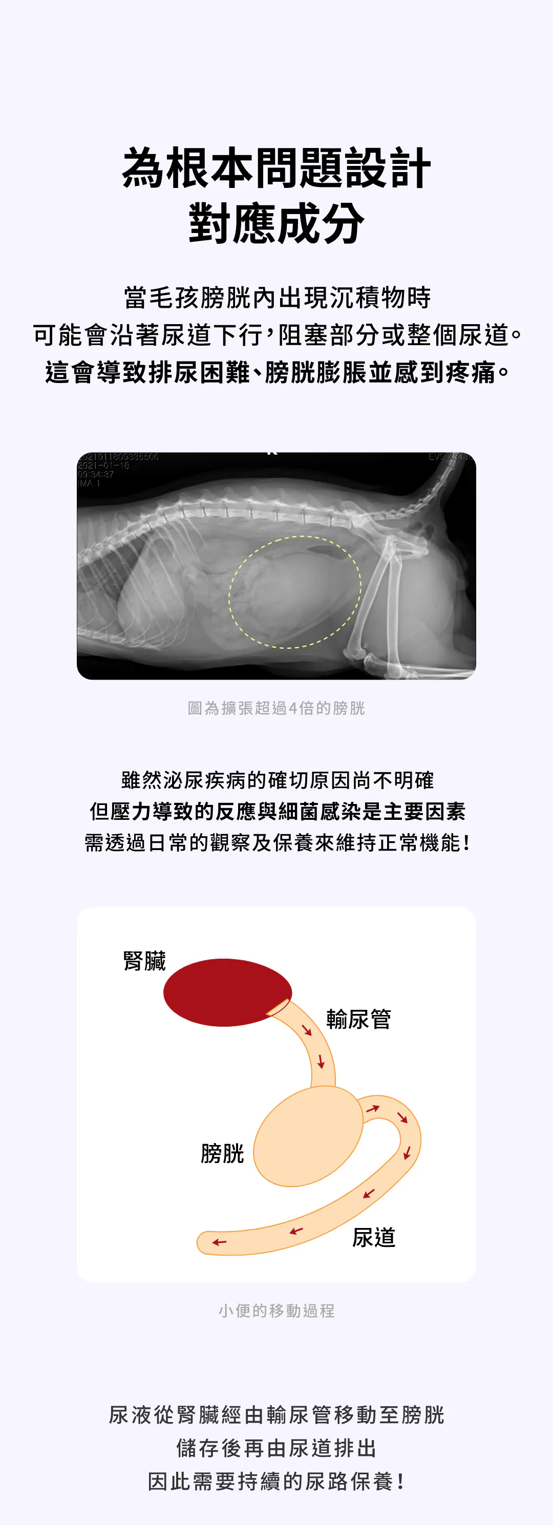 6200_6a1559de3a2db.webp