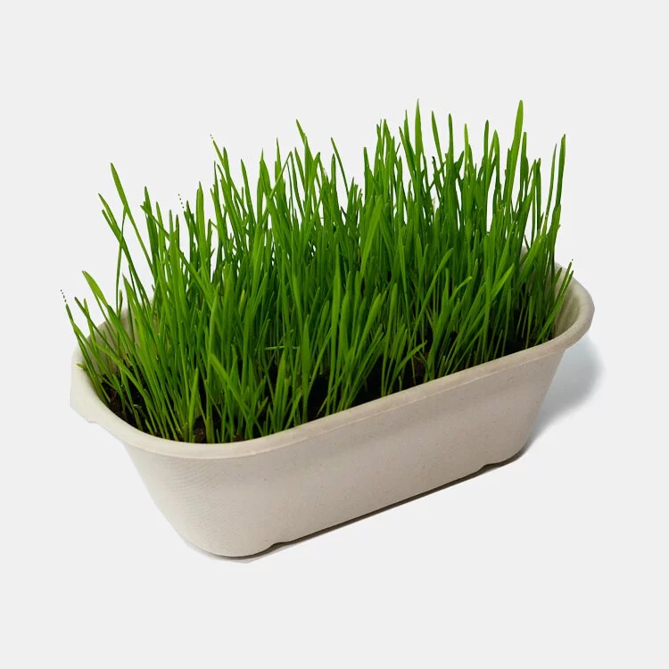 小麥草DIY種植組