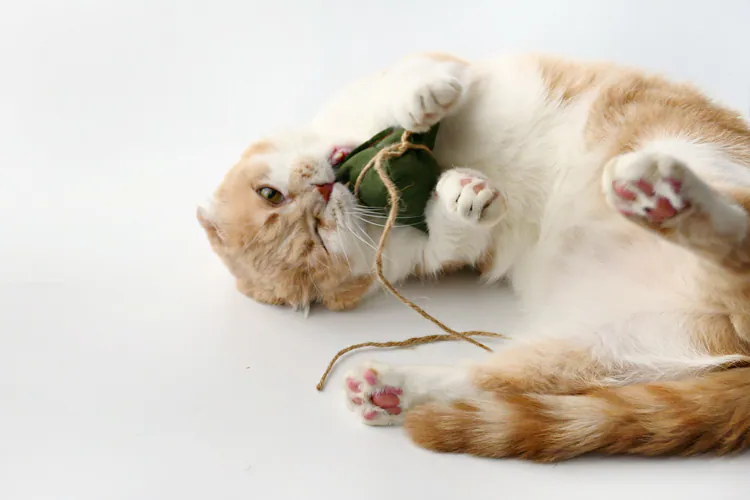 6200_6a201f70d7a03.webp