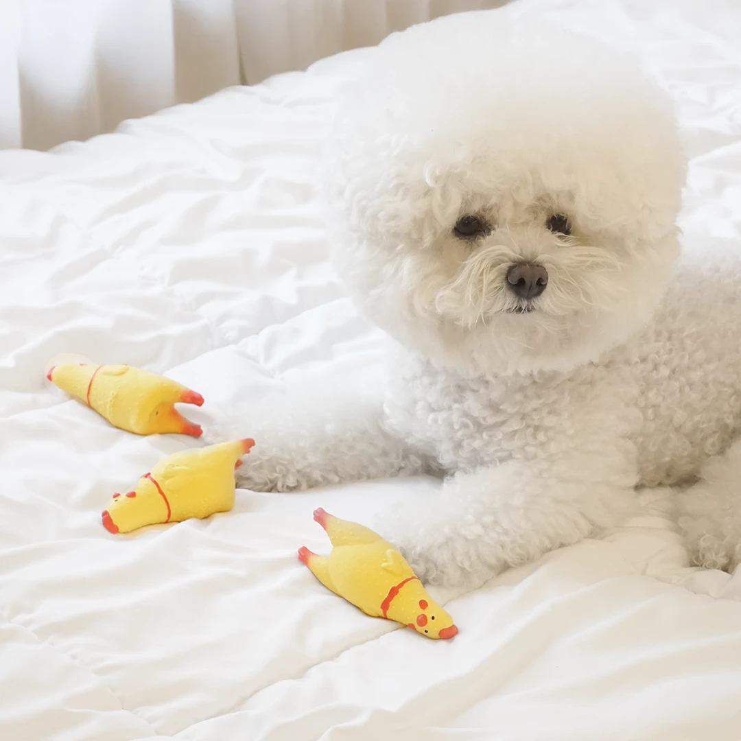 DINGDOG🇰🇷乳膠啾啾玩具尖叫雞