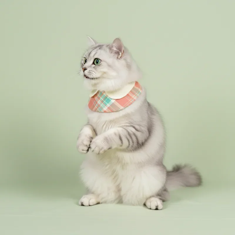 6200_6adcf0f0652fe.webp