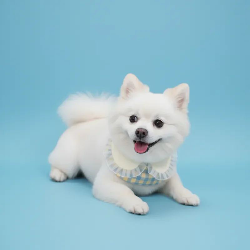 6200_6ae06b380f323.webp
