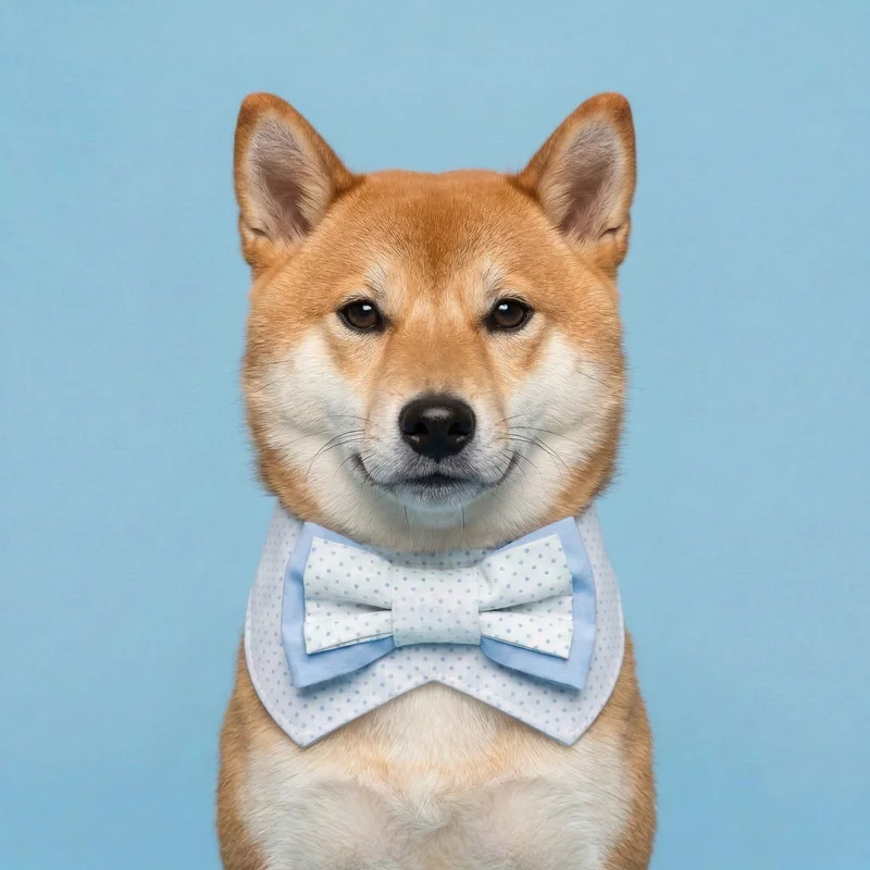 6200_6ae06b6ab5372.webp