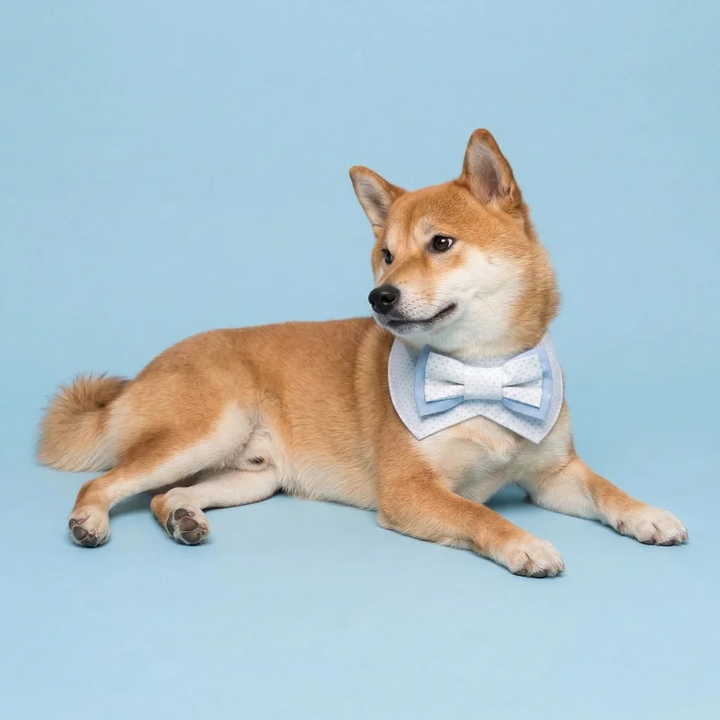 6200_6ae06b6aeb97f.webp