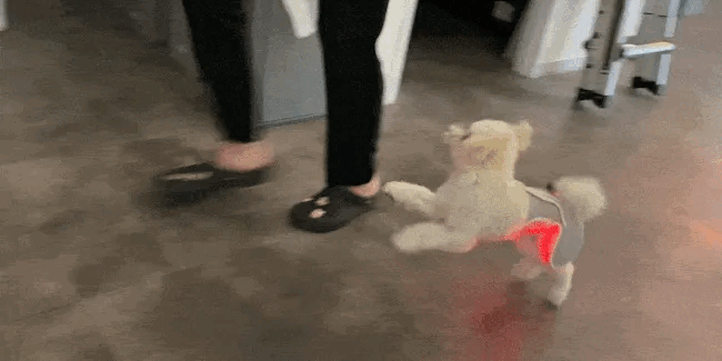6200_6ae1e3dd91626.gif