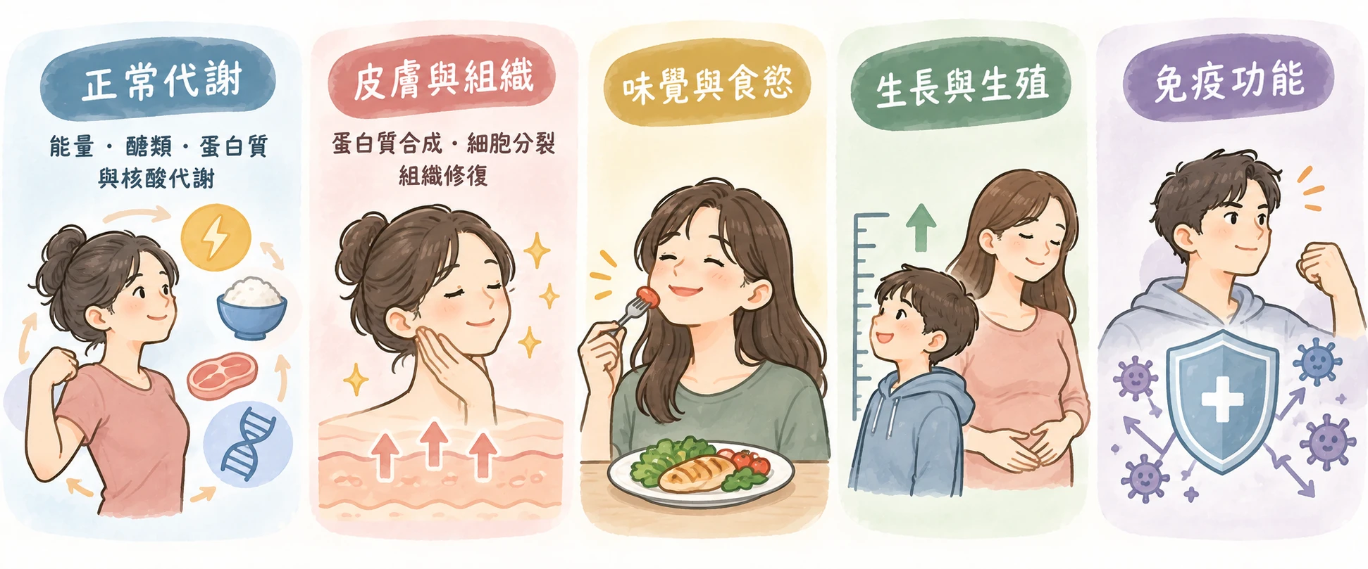鋅功效有哪些?一天吃多少、缺鋅症狀、副作用與補充注意事項|藥師解析