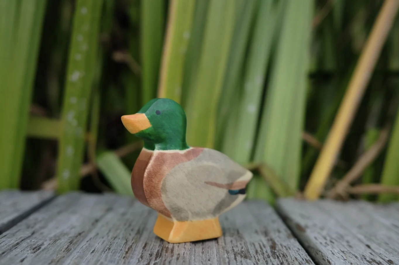 森林公鴨 Duck male