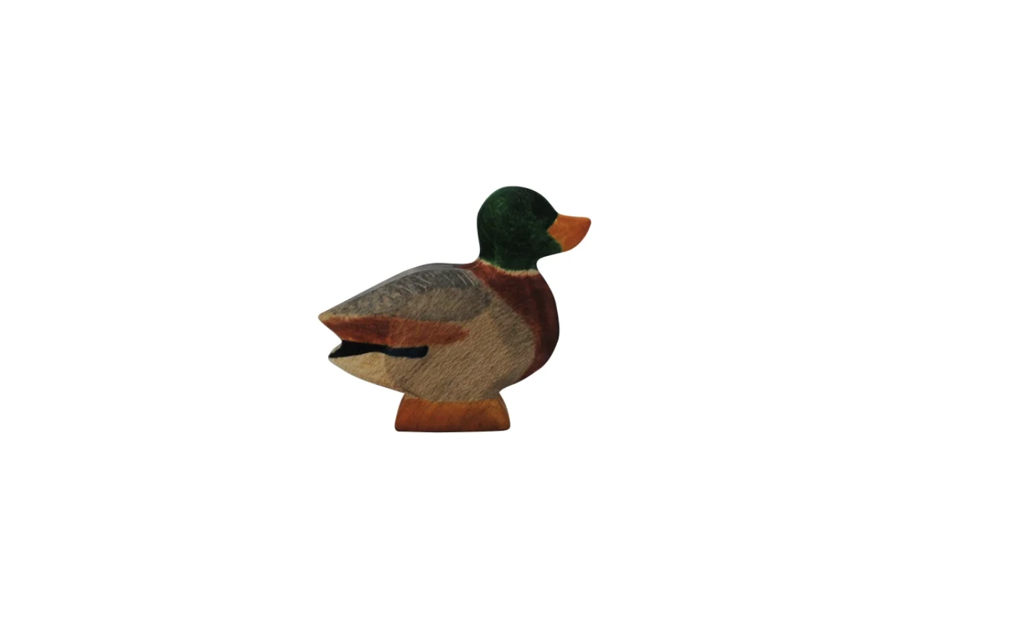 森林公鴨 Duck male