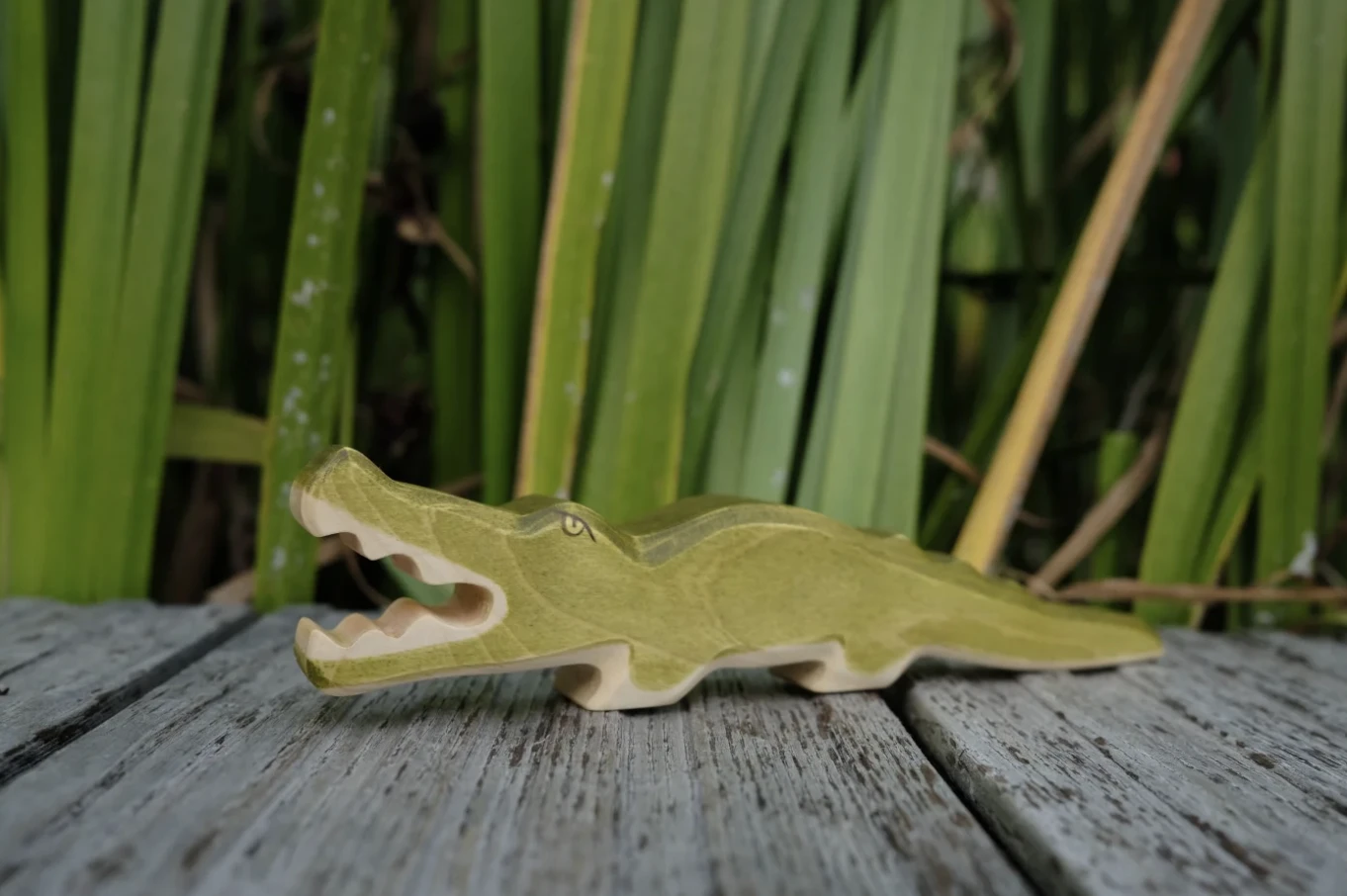 森林鱷魚 Crocodile