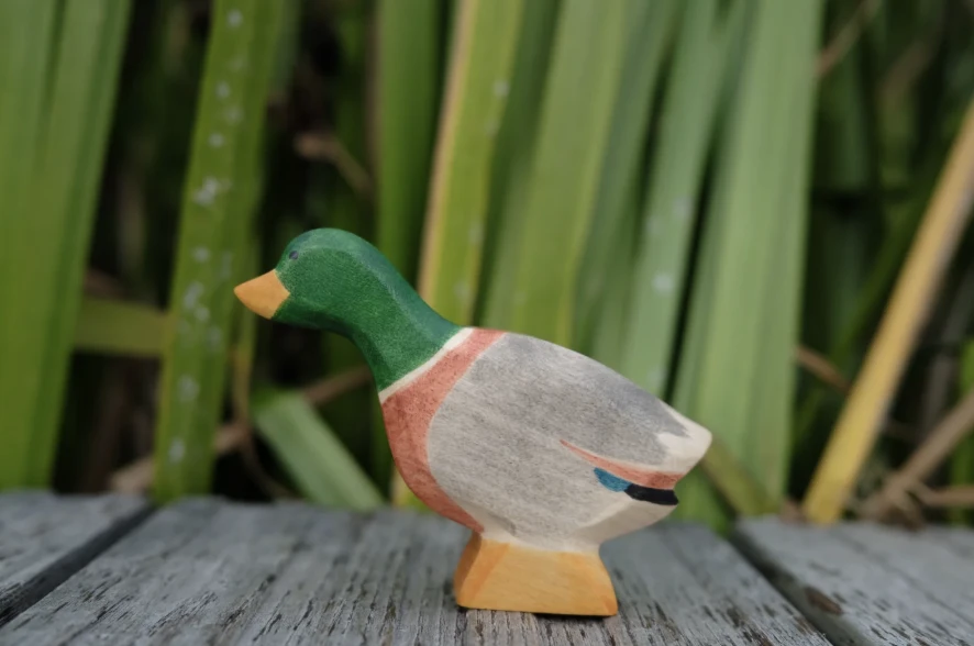 伸長脖子的公鴨 Duck male stretched