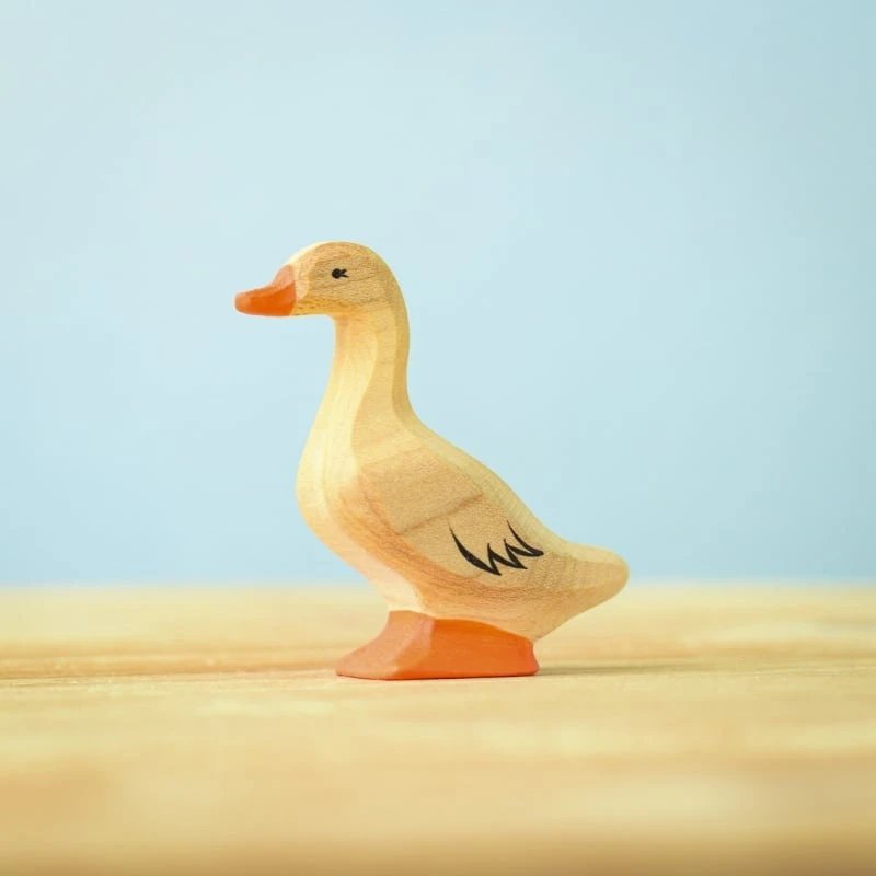 家鴨 Domestic Duck