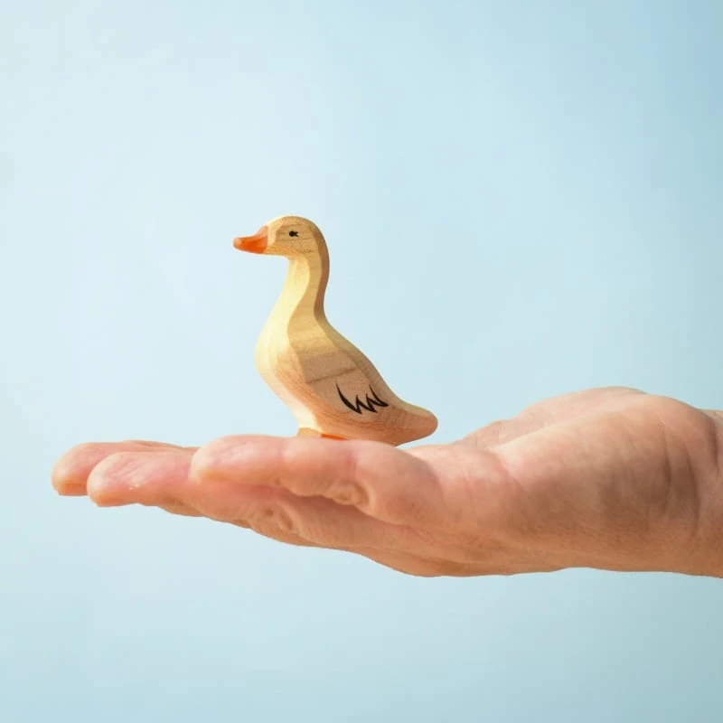 家鴨 Domestic Duck