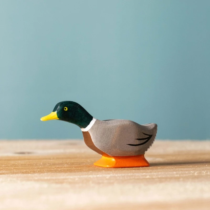 綠頭鴨先生 Mallard Duck Curious