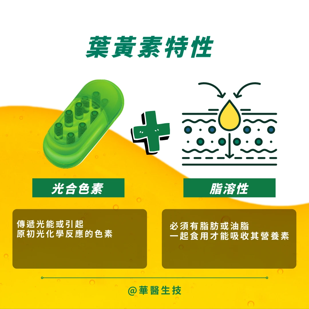 年度最新｜秒懂葉黃吃法、劑量、品牌、副作用