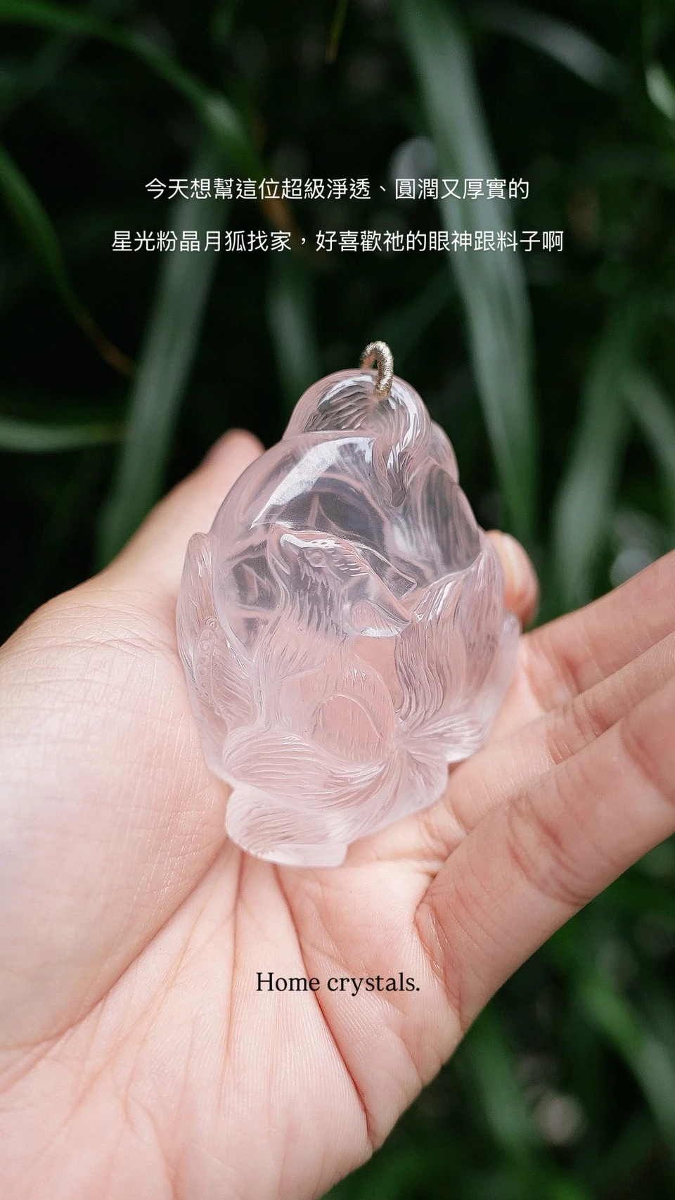 星光粉晶月狐