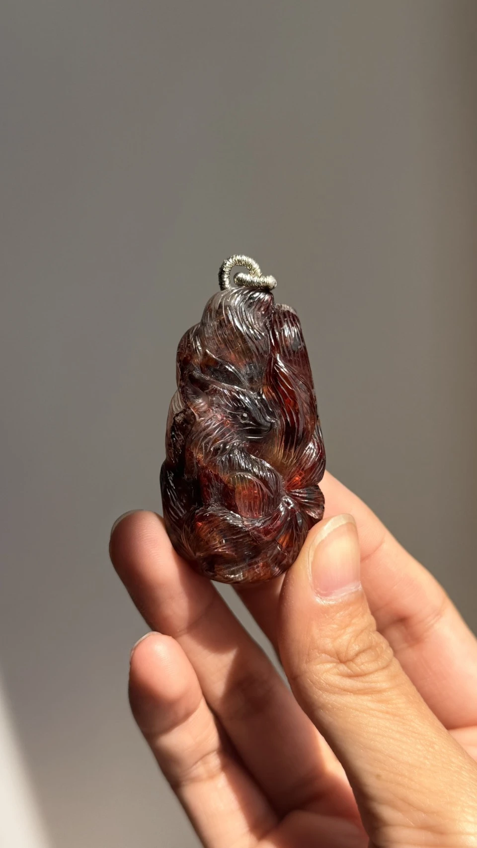 牛血紅效應紅膠花 錢幣狐